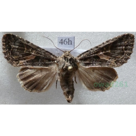 Trachea atriplicis (Linnaeus, 1758) male Agatówka łobodnica Czech46h